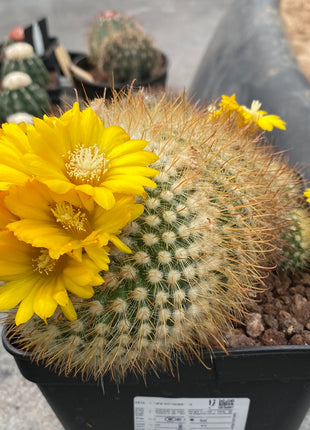 Parodia (Notocactus) microsperma