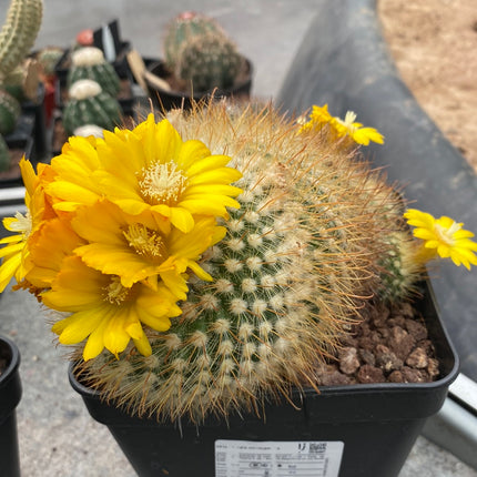 Parody (Notocactus) microsperm