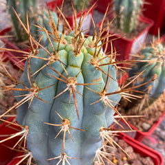 Collection image for: Cactus blu