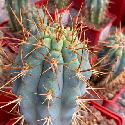 Browningia hertlingiana