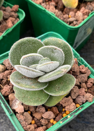 Crassula tomentosa vrendendal