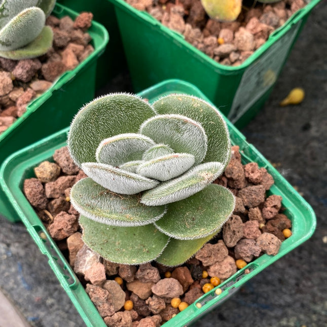 Crassula tomentosa vrendendal