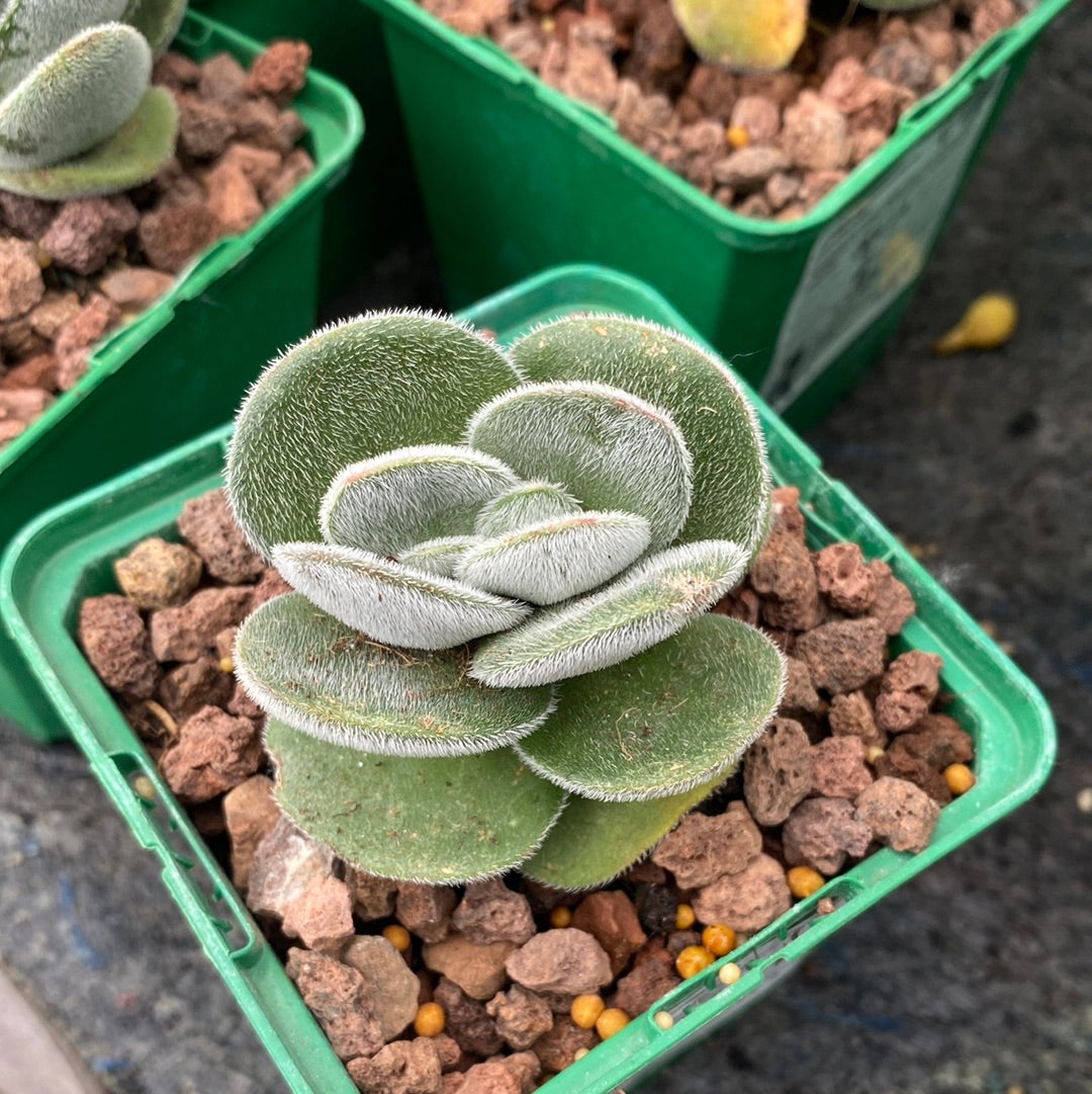 Crassula tomentosa vrendendal