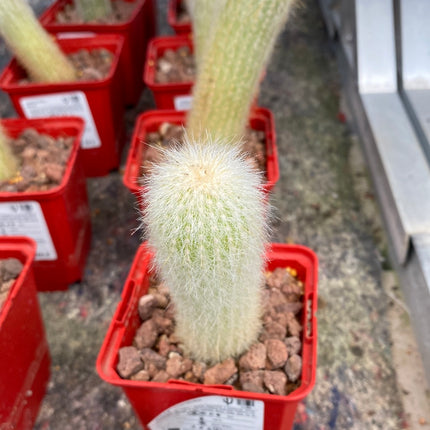 Cleistocactus strausii