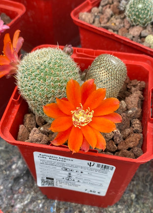Aylostera heliosa ‘Helis Belis’