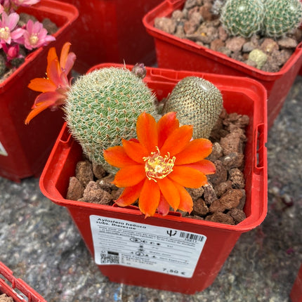 Aylostera heliosa subs. theresae