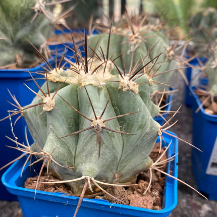Echinocactus platyacanthus