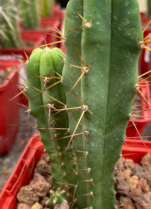 Trichocereus bridgesii