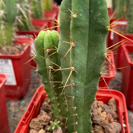 Trichocereus Bridgesii