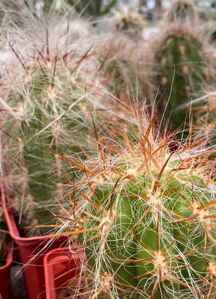 Oreocereus celsianus