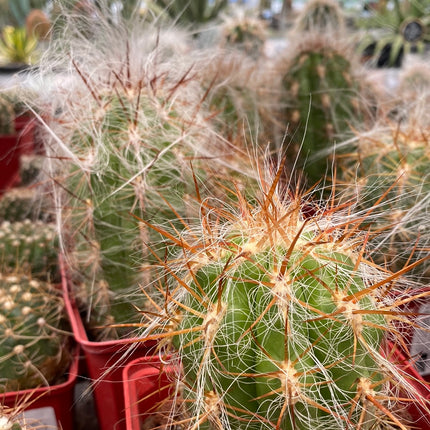 Oreocereus celsianus