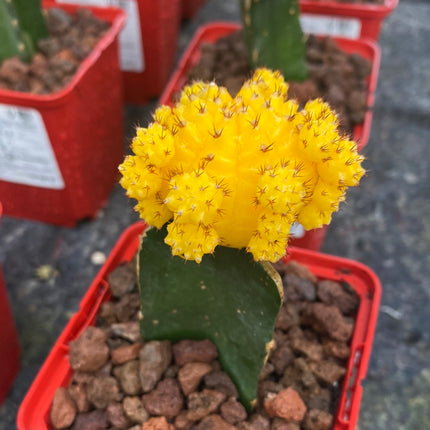 Grafted Gymnocalycium mihanovichii