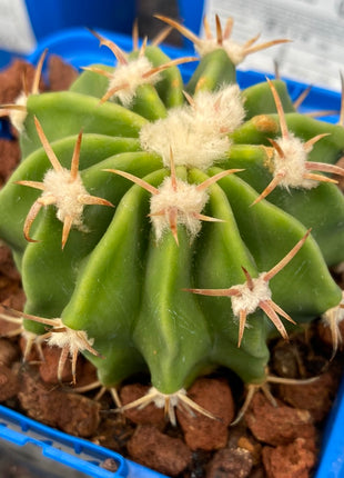 Echinocactus texensis