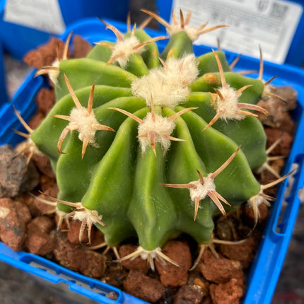Echinocactus texensis