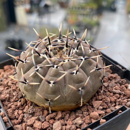 Gymnocalycium obductum