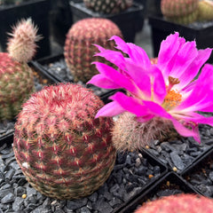 Collection image for: ¡Regresan a la DesertSTORE!