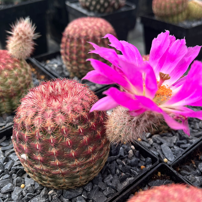 Echinocereus rigidissimus subsp. rubispinus “Cactus Barbie”