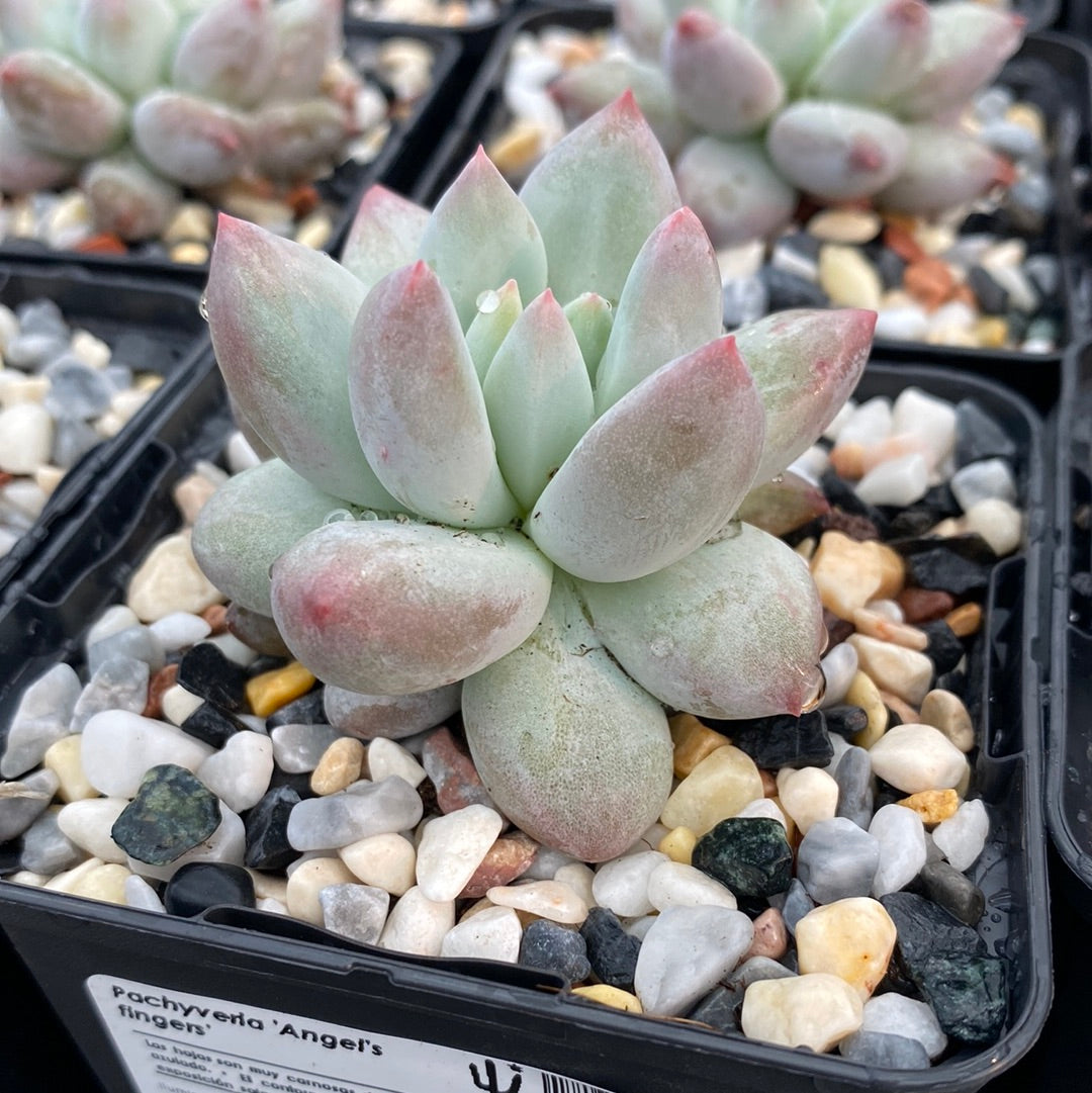 Pachyveria 'Angel's fingers'