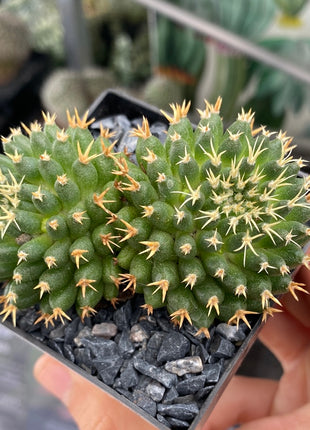 Mammillaria decipiens subsp. camptotricha cv. 'Bru'