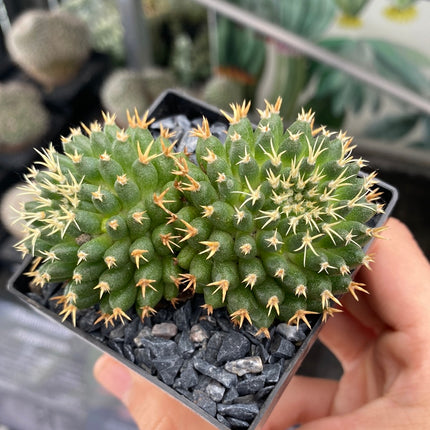Mammillaria decipiens subsp. camptotricha cv. 'Bru'