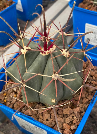 Ferocactus emoryi