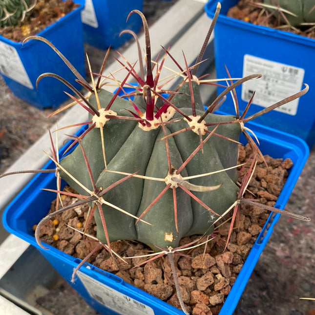 Ferocactus emoryi