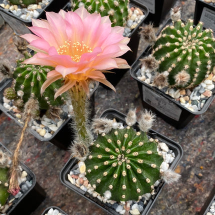 Hybrid-Echinopsis