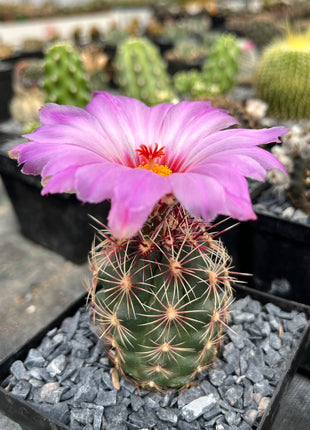 Thelocactus bicolor