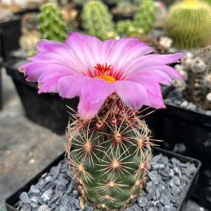 Thelocactus bicolor