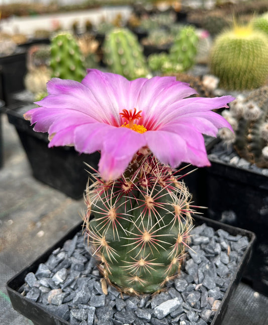 Thelocactus bicolor