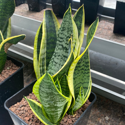 Dracaena trifasciata 'Laurentii' | Sansevieria trifasciata 'Laurentii'