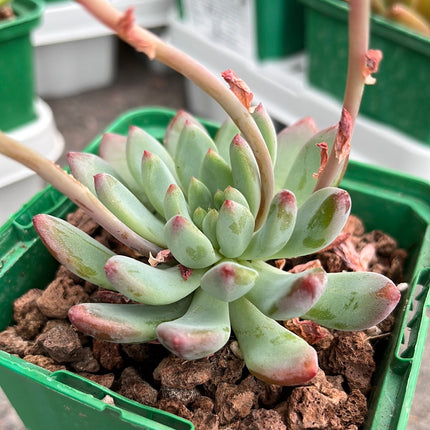 x Sedeveria ‘Blue elf’