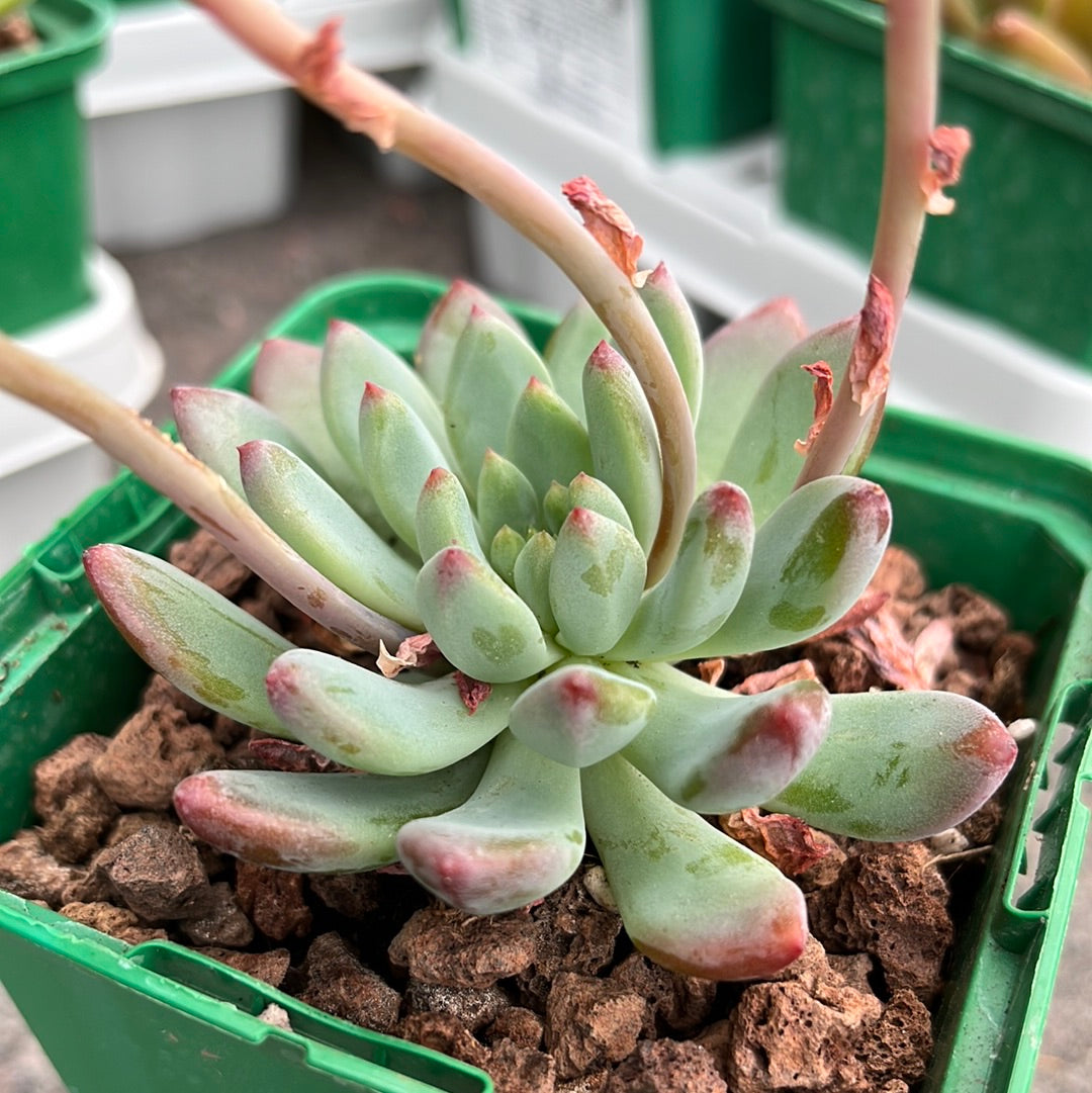 Echeveria ‘Blue elf’