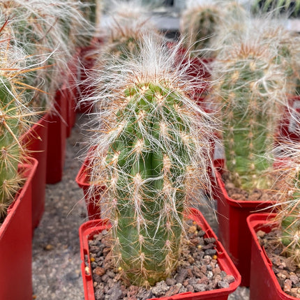 Oreocereus celsianus