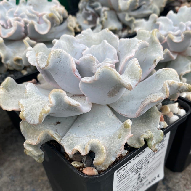 Echeveria 'Crispate beauty'