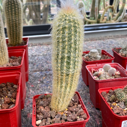 Austrocephalocereus dybowskii