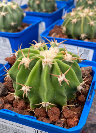 Echinocactus texensis