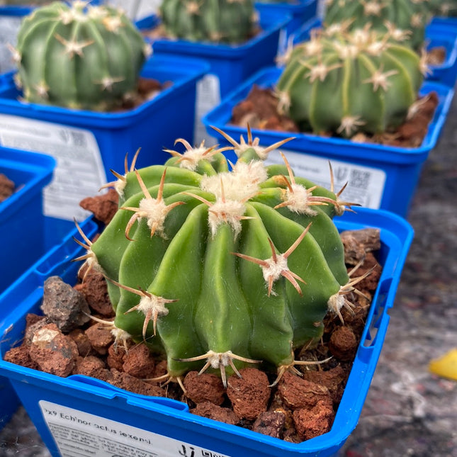 Echinocactus texensis