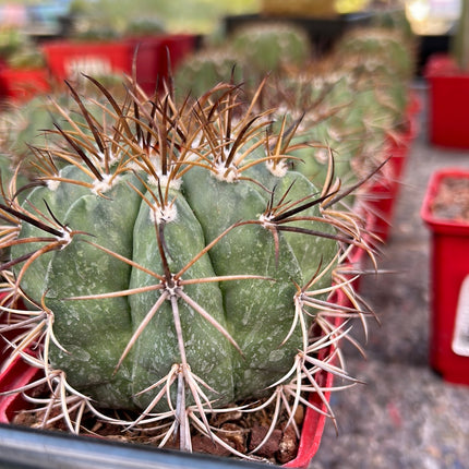 Melocactus neryi