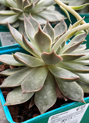 Echeveria ‘Mensa’
