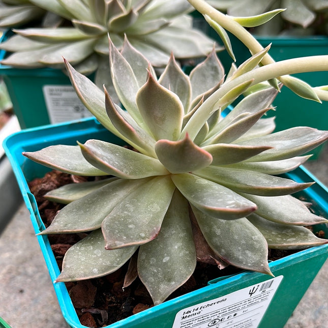 Echeveria ‘Mensa’