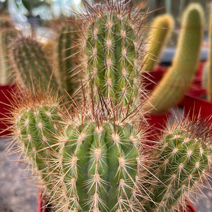 Pilosocereus gounellei