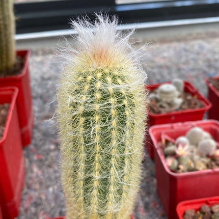 Austrocephalocereus dybowskii