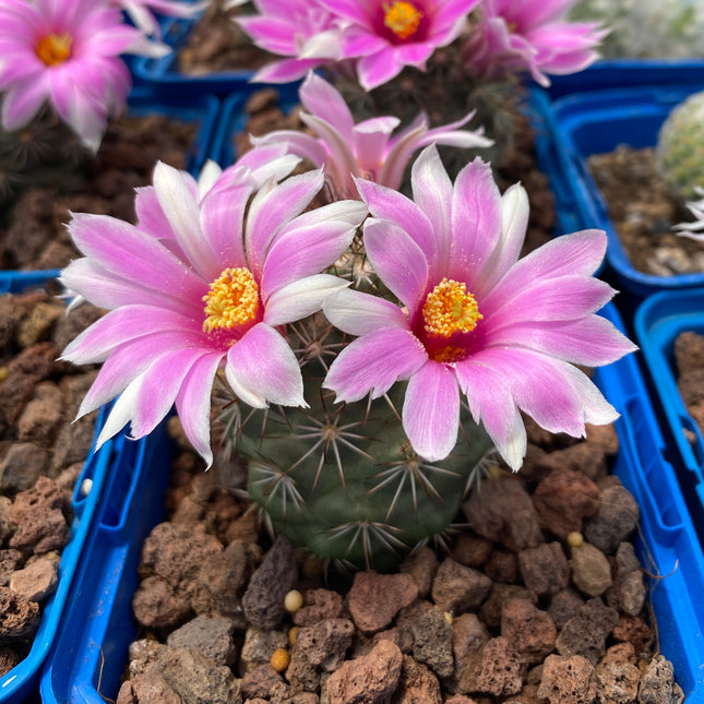 Mammillaria schumanii