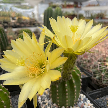 Trichocereus-Hybride