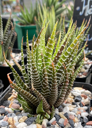 Variegated Haworthiopsis attenuata f. albino