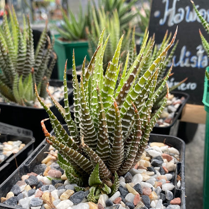 Bunte Haworthiopsis attenuata f. Albino