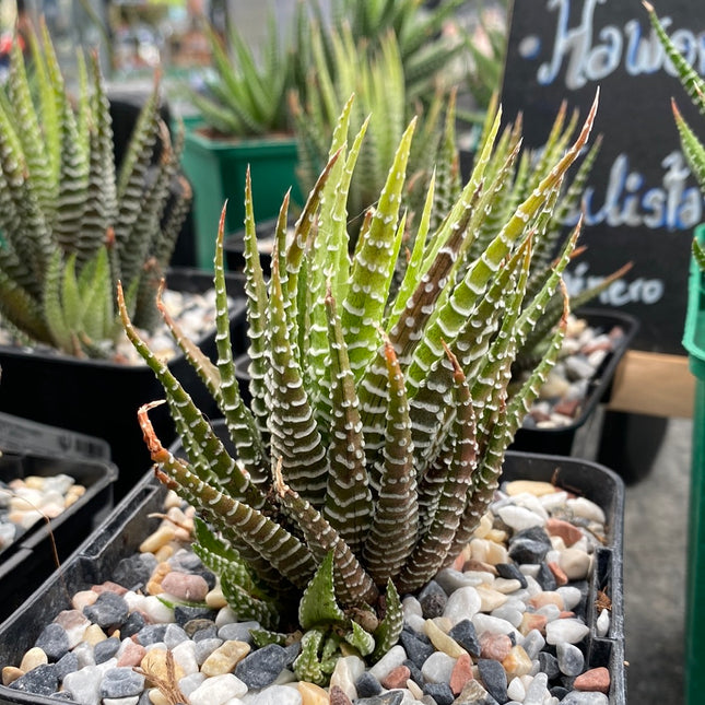 Haworthiopsis attenuata variegada f. albina