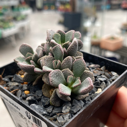 Aloinopsis spatulata