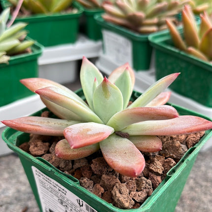 Echeveria colorata var. Mexican giant